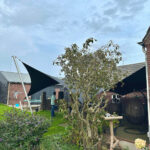 Backyard with two large black shade sails attached to poles, a pruned tree, and potted plants near a brick house.